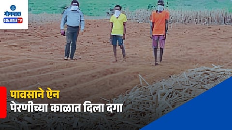 Canacona Coarse Farming Affected by Rain