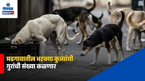 Margao Stray Dogs Survey
