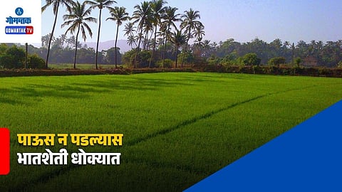 Goa Rice Farming Rain Shortage