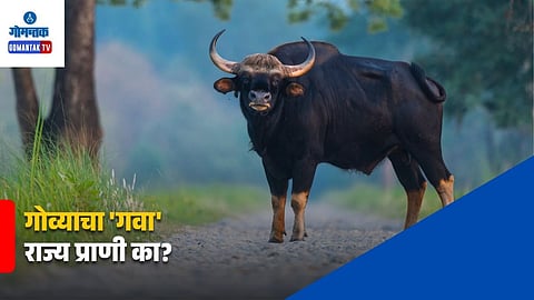 Goa State Animal Gaur
