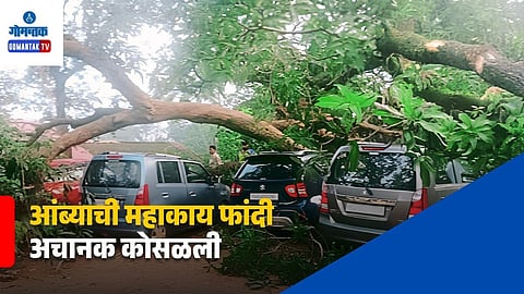 Mango Tree Branch Falls on Cars