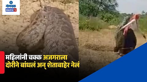 Rajasthan Women Python Rescue