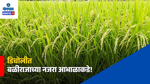 Bicholim Farmers Rainfall Shortage