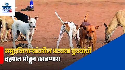 Goa tourism stray dogs adoption