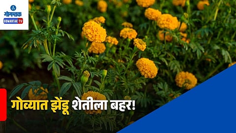 Marigold Farming Growth in Goa