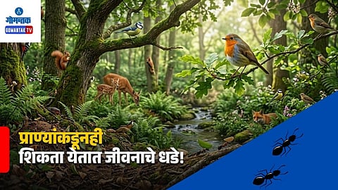 Nature and Wildlife