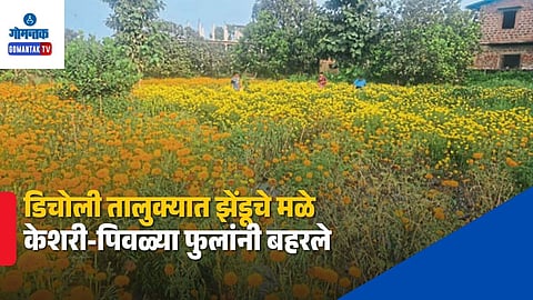 bicholim marigold flower cultivation