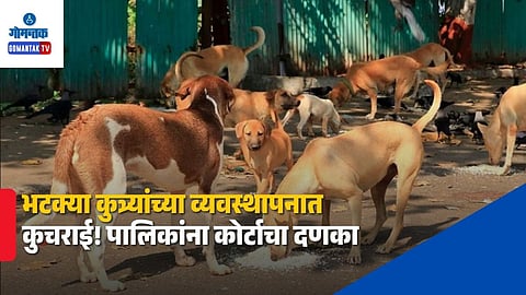 goa court stray dogs order