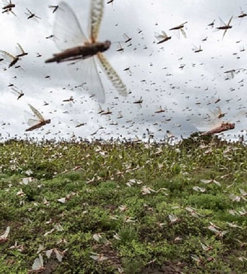Locust control campaign in an area of 3 lakh hectares