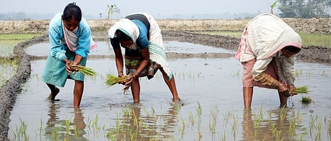 Paddy cultivation in full swing in Raigad district