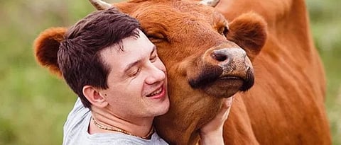 cow hug