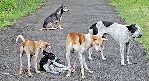dog pitchure