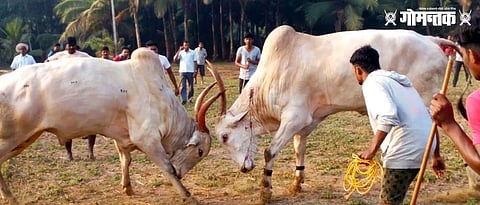 OX Fighting