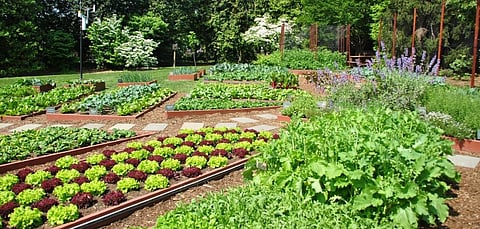 kitchen garden