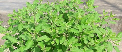 Basil plants