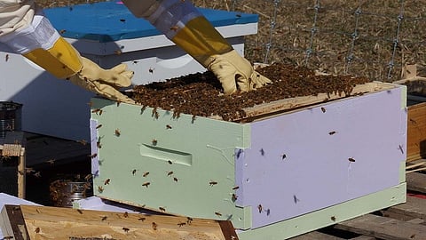 beekiping