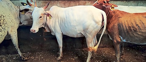 cow