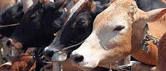 Cattle Slaughtering Goa