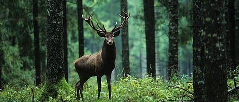 Goa wildlife sanctuary