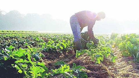 Farming