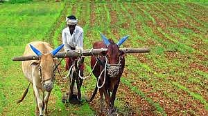 bamboo cultivation business idea know about weather procedure and earning crores farming tips