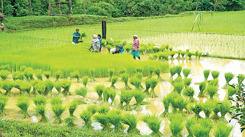 Farm