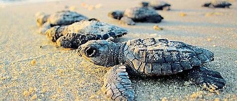 Beaches in Goa attracts turtle for nesting by Avit Bagle