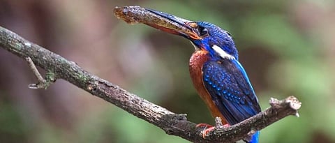 Bird.jpg