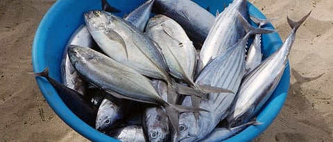 fresh fish