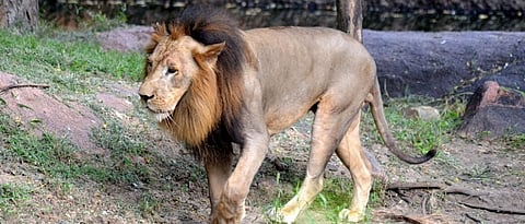 8 lions in Hyderabad infected with corona
