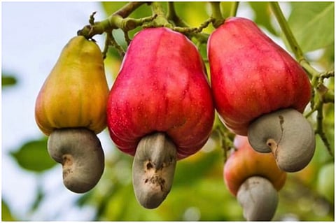 cashew