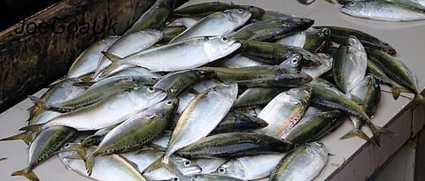goa fish market, Goa fish market news updates