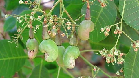 kaju
