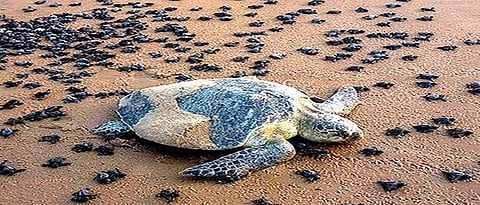 turtles lay their eggs