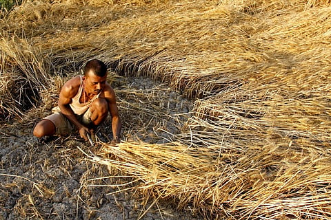 वैज्ञानिकों ने खोजे गेहूं में रोग प्रतिरोधी जींस