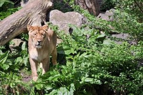 In 2013, 76 lions had died in Gujarat. The number increased to 78 in 2014 (Credit: Iarsjuh/Flickr)