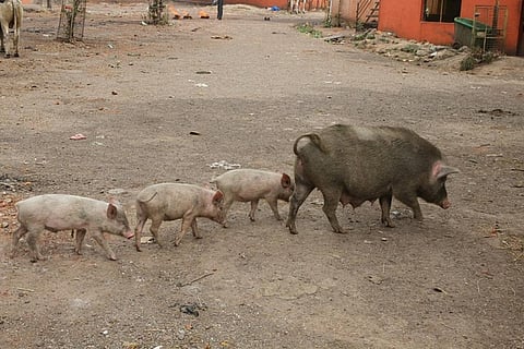 India reported its first outbreak of PRRS in June 2013 in Aizwal, the capital of Mizoram
Credit: Marco Zanferrari/Flickr