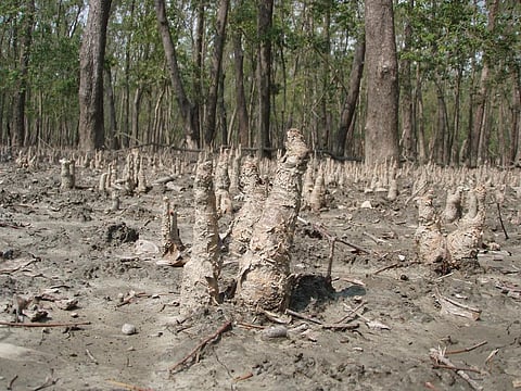 A mangrove forest in the Sundarbans Credit: Flickr