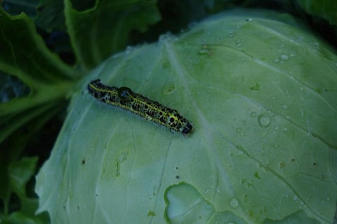 Formation of farming cooperatives is the only way to consolidate the small holdings to facilitate integrated management of pests and diseases