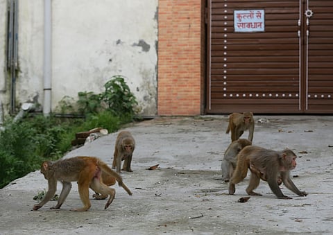 Monkeys will be treated as vermin for a period of one year in 38 tehsils of 10 districts of Himachal Pradesh (Photo: Vikas Choudhary)