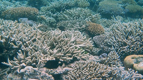 Despite what the Australian government and many tourism operators would like to believe, the threats to the Great Barrier Reef are already widely known, because they have drawn global media attention
Credit: Robert Linsdell/Flickr