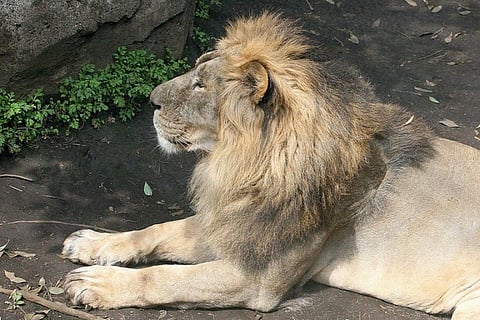 According to A P Singh, the chief conservator of forest, Junagadh division, of the 17 lions kept under observation, one lion and two lionesses were found to have eaten humans
Credit:Kabacchi/Flickr