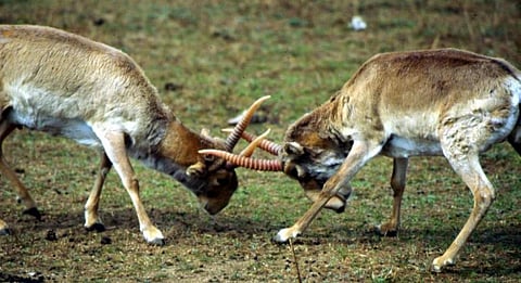 Two Saiga antelope males spar Credit: Flickr
