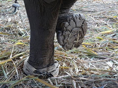 Rotting footpads of one of the elephants Credit: Wildlife SOS