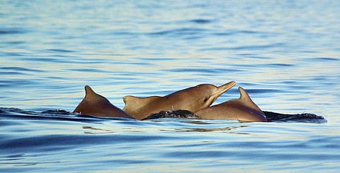 India has 30, and Goa
has three. They are
the Indo-Pacific finles
porpoise, the longbeaked
common dolphin
and the Indo-Pacific
humpback dolphin (Photo: ISTOCK PHOTO)