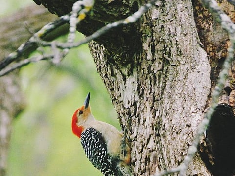 Deforestation and conversion of land to produce food, fuel, fibre and fodder, combined with targeted hunting and harvesting, has resulted in a rate of species extinction some 100 to 1,000 times higher than would have been expected without human intervention
Credit: Laura Gilchrist/Flickr