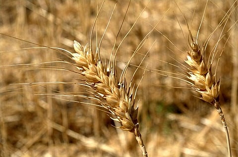 FAO’s Cereal Supply and Demand Brief, pointed out improved production prospects, primarily for wheat
Credit: lamoix/Flickr