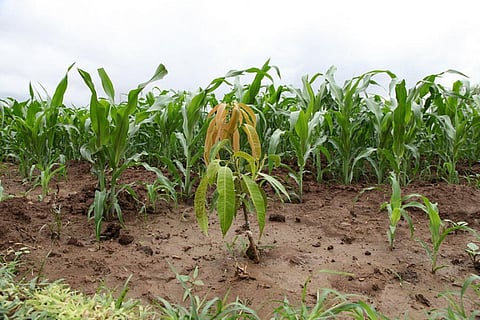 A recent report published in Down To Earth points out that desertification has turned out to be a big challenge for Africa, seriously undermining its efforts in sustainable soil management
Credit: FAO/Tamiru Lagesse