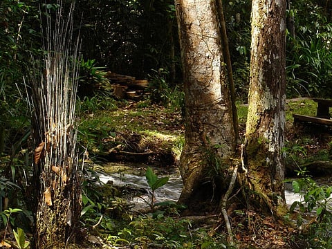 The Amazon forest is one of the largest carbon sinks in the world and increase or decrease in tree growth will directly affect its carbon storage (Credit: Ventura/Flickr)