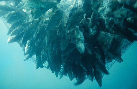 More than half of all fish exports come from developing countries
Credit: Derek Keats/Flickr